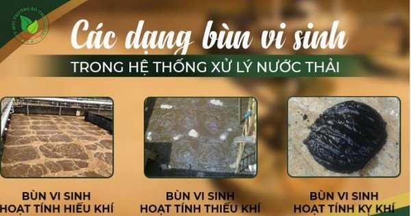 các loại bùn vi sinh